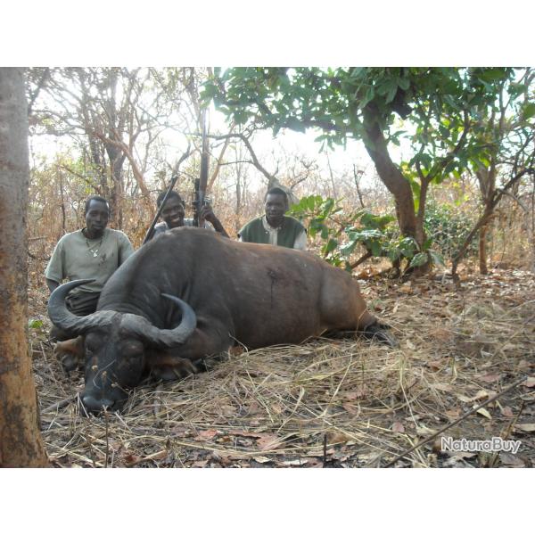 GRANDE CHASSE EN REPUBLIQUE CENTRAFRICAINE