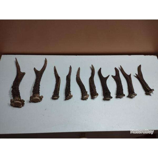 LOT BOIS DE CHEVREUILS BROCARDS CERFS