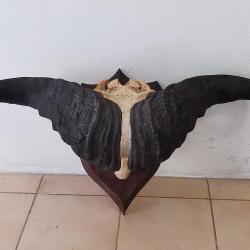 Grand crâne ancien avec cornes massives - objet décoratif impressionnant