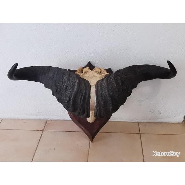 Grand crne ancien avec cornes massives - objet dcoratif impressionnant