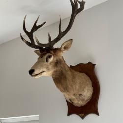 Tête de cerf 16 cors