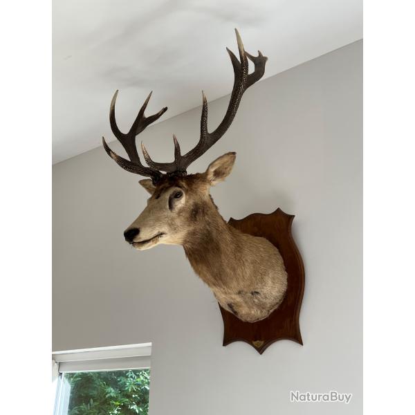 Tte de cerf 16 cors