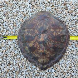 Carapace tortue verte