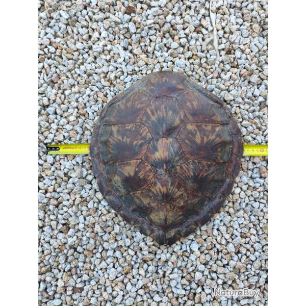 Carapace tortue verte