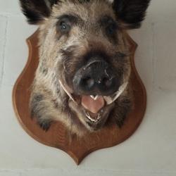 Trophée tête de sanglier.