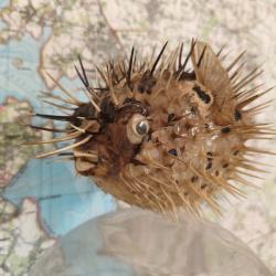 Poisson globe porc-épic