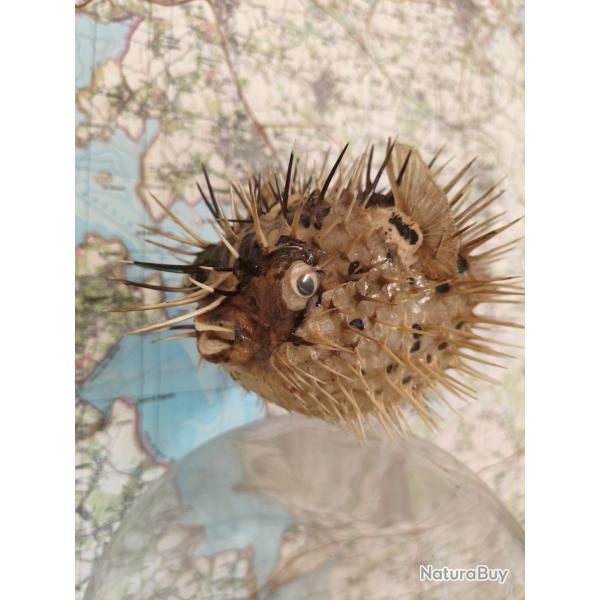 Poisson globe porc-pic