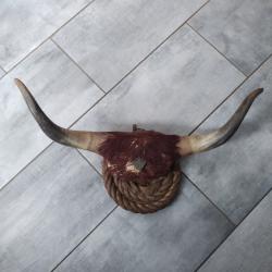 Corne de vache de saloon