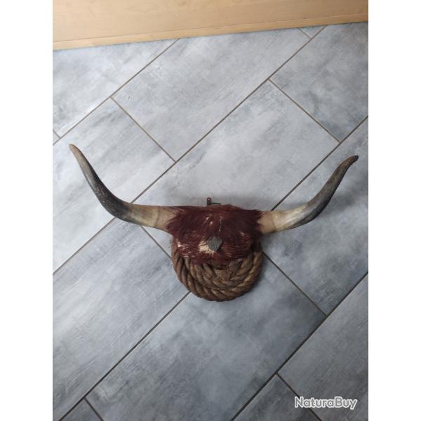 Corne de vache de saloon