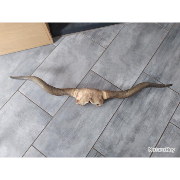 Trophe d'une vache  longue corne