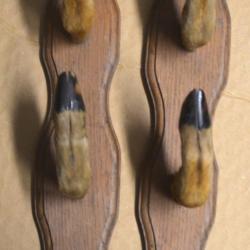 Beau râtelier chênes patte de chevreuil 2 armes