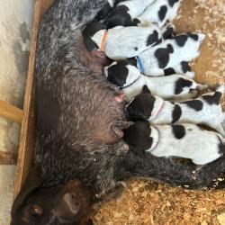 Chiots drahthaar LOF, à réserver
