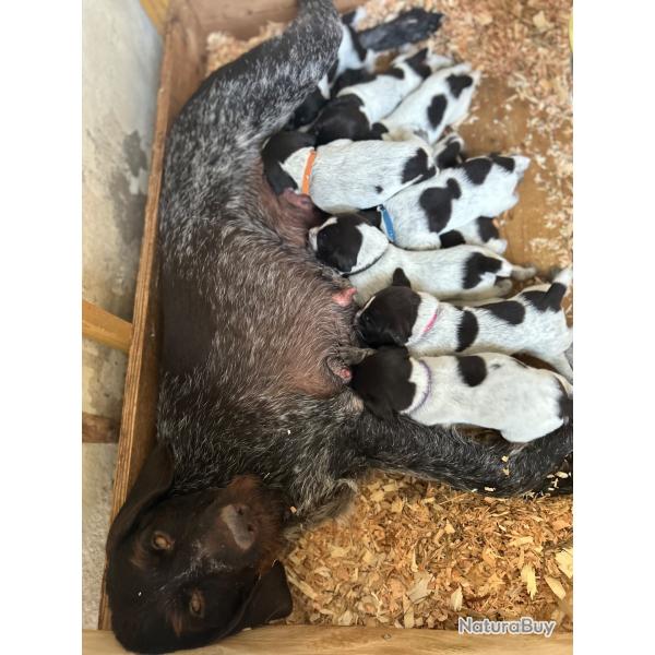 Chiots drahthaar LOF,  rserver
