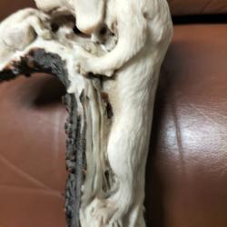 Sculpture statuette en bois de cerf cabinet de curiosités scrimshaw