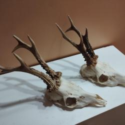2 BEAUX TROPHEES DE CHEVREUILS BROCARDS BOIS 18/20CM TAXIDERMIE CHASSE