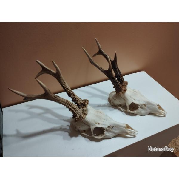 2 BEAUX TROPHEES DE CHEVREUILS BROCARDS BOIS 18/20CM TAXIDERMIE CHASSE