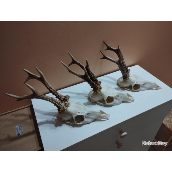 BEAU TROPHEE DE CHEVREUIL BROCARD 6 CORS BOIS 23 CM