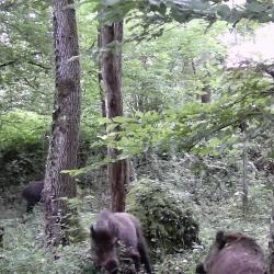 Chasse forêt régionale d'Etrechy 91580 (hameau de Fontaineliveau) cherche actionnaires et traqueurs