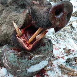 Chasse au sanglier au TADJIKISTAN