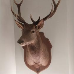 Trophée de cerf, magnifique  12 irrégulier (11 corps)