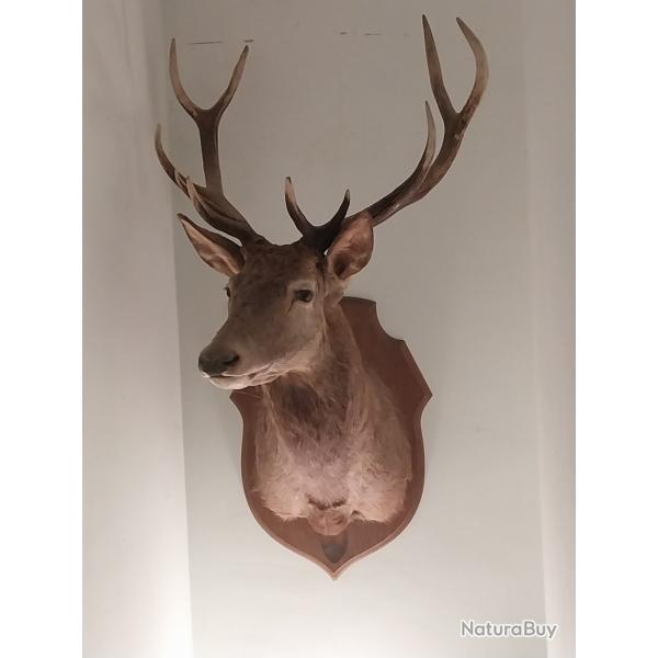 Trophe de cerf, magnifique  12 irrgulier (11 corps)