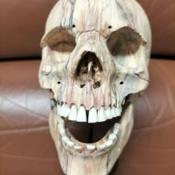 Crâne réalisé en bois de tamarin squelette memento mori cabinet de curiosités