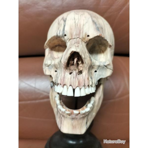 Crne ralis en bois de tamarin squelette memento mori cabinet de curiosits
