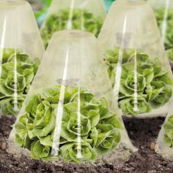Soldes ! Cloches à salades x 12 Serre de protection pour plants Cône de forçage diamètre 23 cm