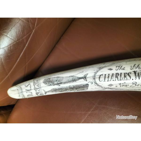 Scrimshaw dfense de morse cabinet de curiosits gravure sur os