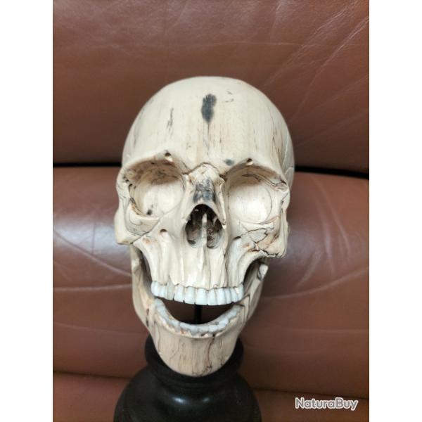 Crne squelette memento mori cabinet de curiosits tte de mort