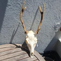 Crâne de cerf Sika ; Cervus nippon #1