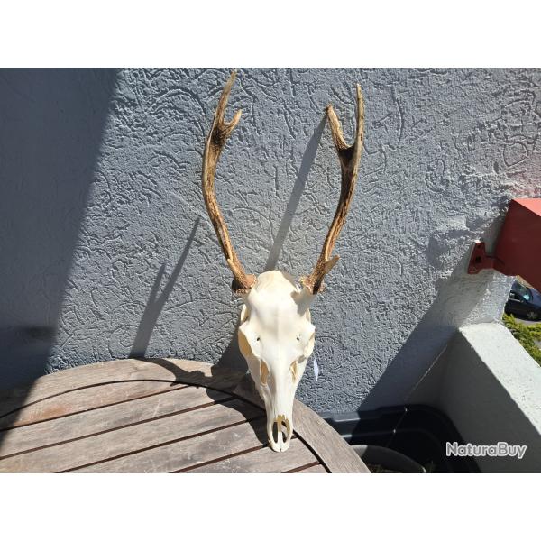 Crne de cerf Sika ; Cervus nippon #1