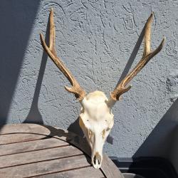 Crâne de cerf Sika ; Cervus nippon #2