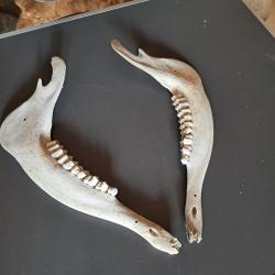 Mâchoire d'antilope