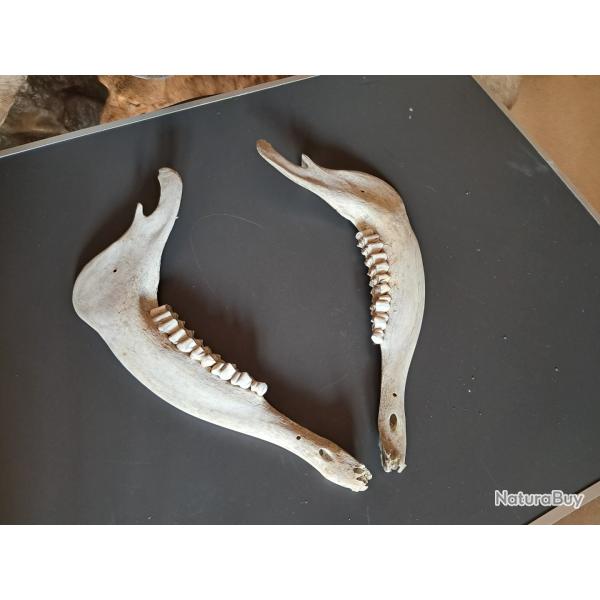Mchoire d'antilope