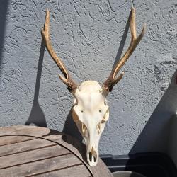 Crâne de cerf Sika ; Cervus nippon #3