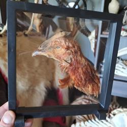 Tête de poule préservée à sec dans cadre flottant #3