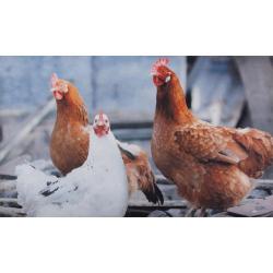 Soldes ! Tapis Poules