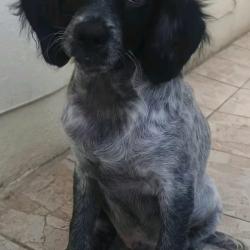 Epagneul Breton non lof disponible