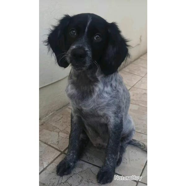 Epagneul Breton non lof disponible