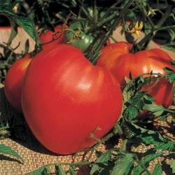 Soldes ! Tomate Coeur de Boeuf