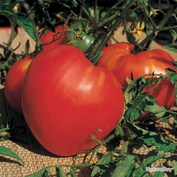 Soldes ! Tomate Coeur de Boeuf