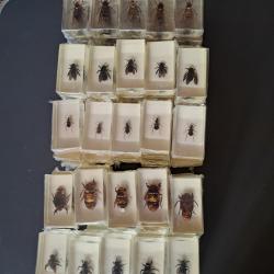 Lot de 5 blocs de résine avec spécimens d'insectes