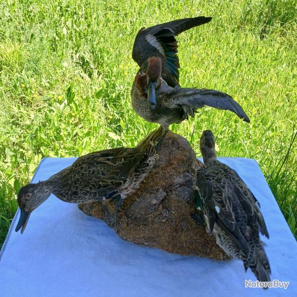 oiseau naturalis lot 3 Sarcelles d'hiver : 1 male et 2 femelles