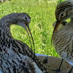 oiseau naturalisé lot de deux Courlis cendrés