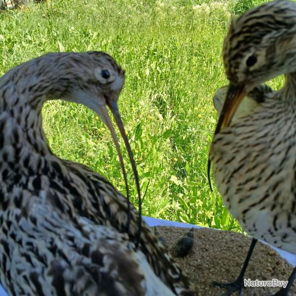 oiseau naturalis lot de deux Courlis cendrs