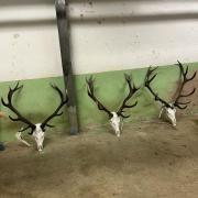 Massacre Chevreuil À VENDRE! - FR