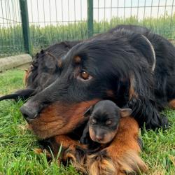 Chiots setter gordon LOF