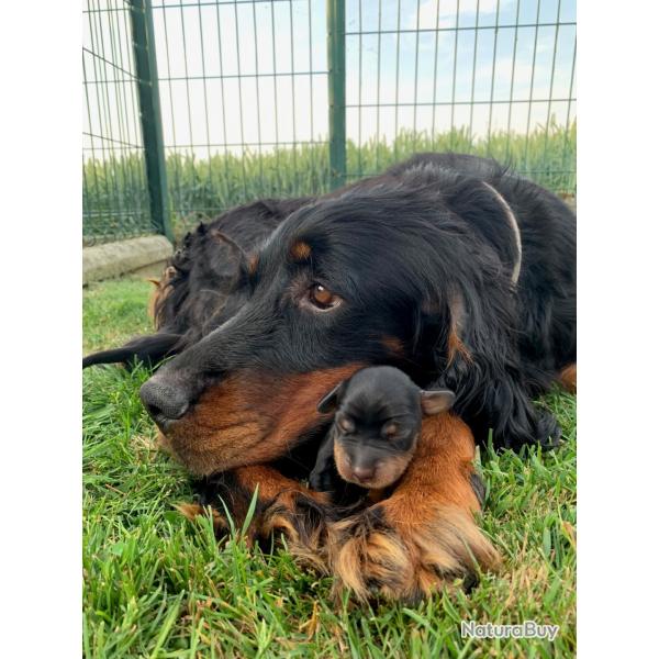 Chiots setter gordon LOF