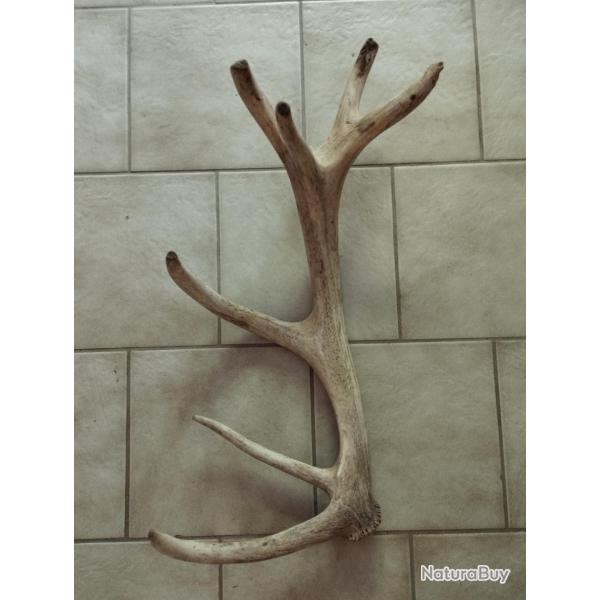 BOIS MUE DE CERF SECOND CHOIX 66CM 1KG200